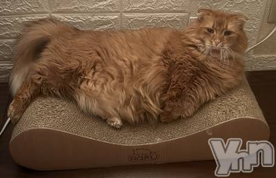 ���ܥ���Х��顦�����CLUB WONDER(����� ������) ��ë ���ۤ�11��14���̥�֥�����2025.11/14��