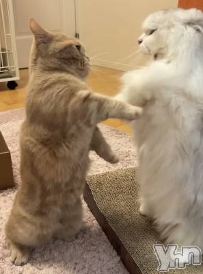 ���ܥ���Х��顦�����CLUB WONDER(����� ������) ��ë ���ۤ�3��11���̥�֥�����2026.3/11��