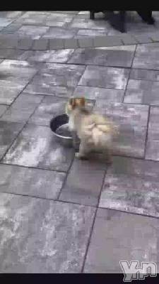 ��🐶�İ�����😂💕