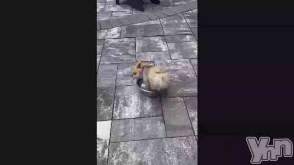 �ָ�🐶�İ�����😂💕��