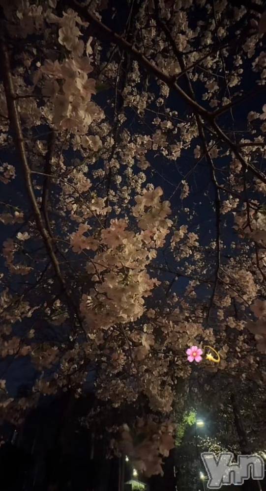 甲府ソープオレンジハウス きらり(24)の4月15日写メブログ「お花見💗」