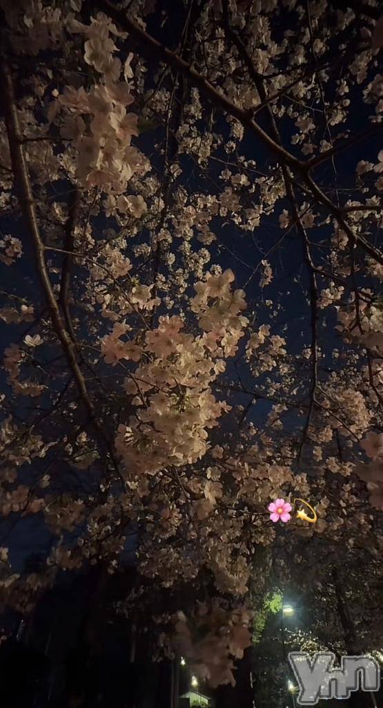 甲府ソープオレンジハウスきらり(24)の2025年4月15日写メブログ「お花見💗」