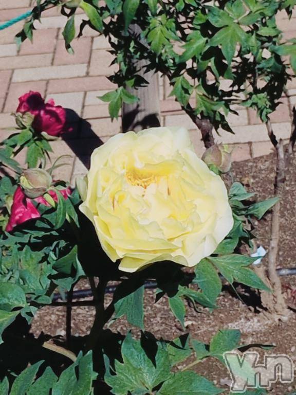 甲府デリヘル甲府人妻隊(コウフヒトヅマタイ)新人あんず(35)の2026年4月16日写メブログ「散歩❣️」