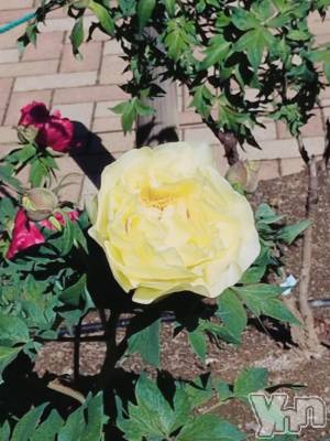 甲府デリヘル 甲府人妻隊(コウフヒトヅマタイ) 新人あんず(35)の4月16日写メブログ「散歩❣️」