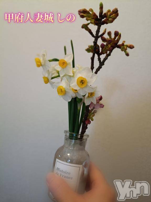 甲府デリヘル甲府人妻城(コウフヒトヅマジョウ)しの(45)の2026年2月2日写メブログ「31日のお礼です💌新規様🎀｡･ﾟ♡」