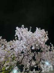 甲府ソープBARUBORA(バルボラ) えいみ(21)の3月19日写メブログ「25日まで！」