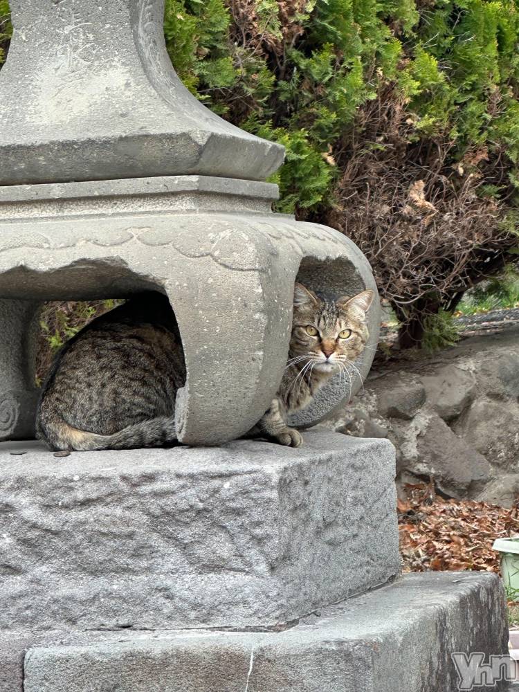 ���ܥ���Х��顦�����BRILLAR(�֥ꥸ�㡼��) �³��������Ϻ��4��4���̥�֥�����767.��줿���ޥۡ�