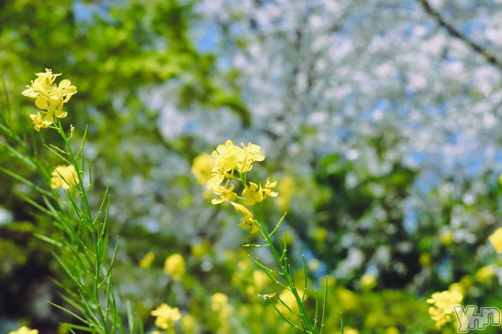 ���ܥ���Х��顦�����BRILLAR(�֥ꥸ�㡼��) �³��������Ϻ��4��11���̥�֥�����790.�������á�