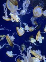 ���ܥ���Х��顦�����BRILLAR(�֥ꥸ�㡼��) �³��������Ϻ(24)��3��10���̥�֥�����692.�ͤ����á�����ء�