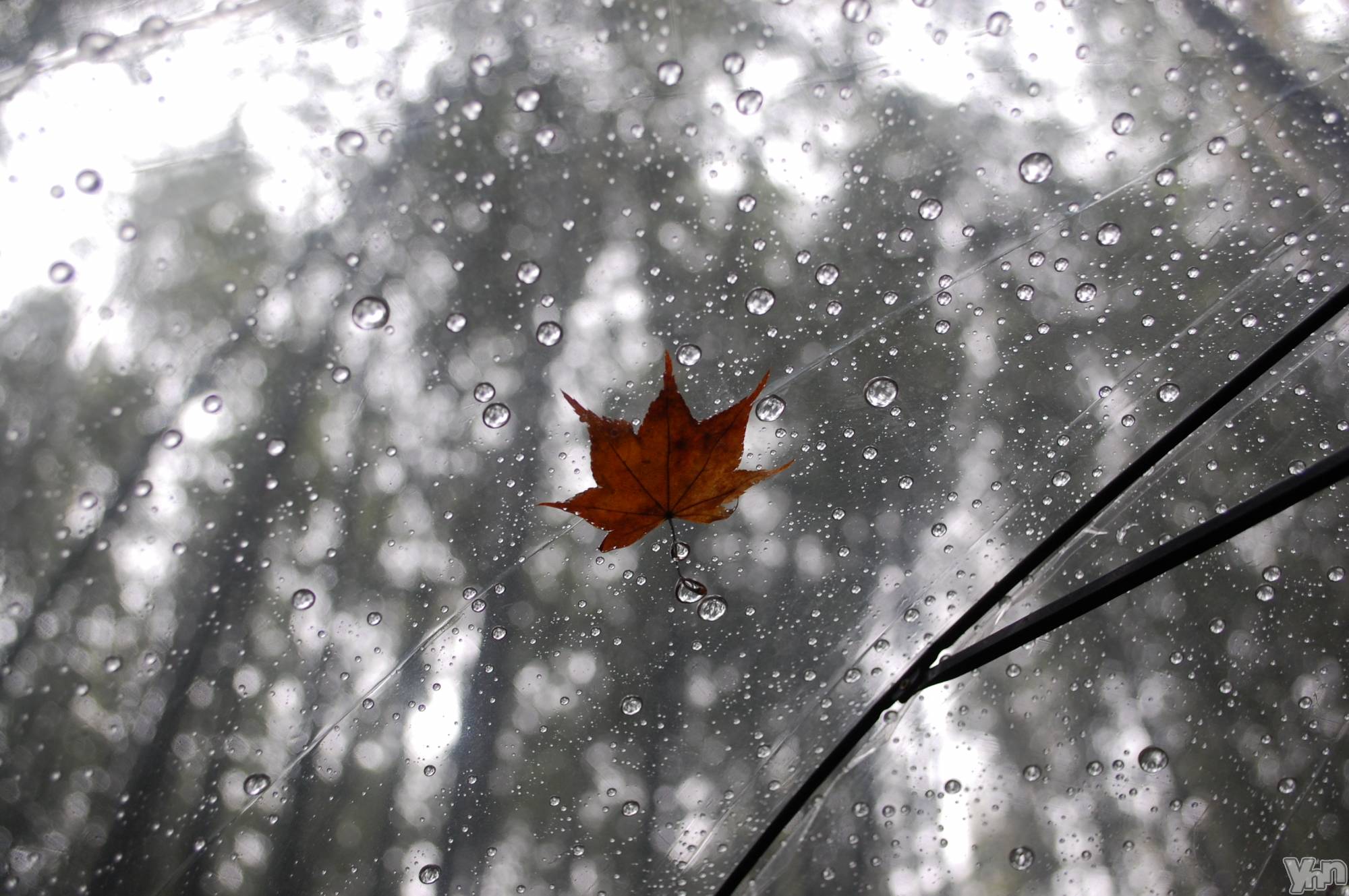 ���ܥ���Х��顦�����BRILLAR(�֥ꥸ�㡼��) ��2025ǯ10��31���̥�֥�����351.ƻ��