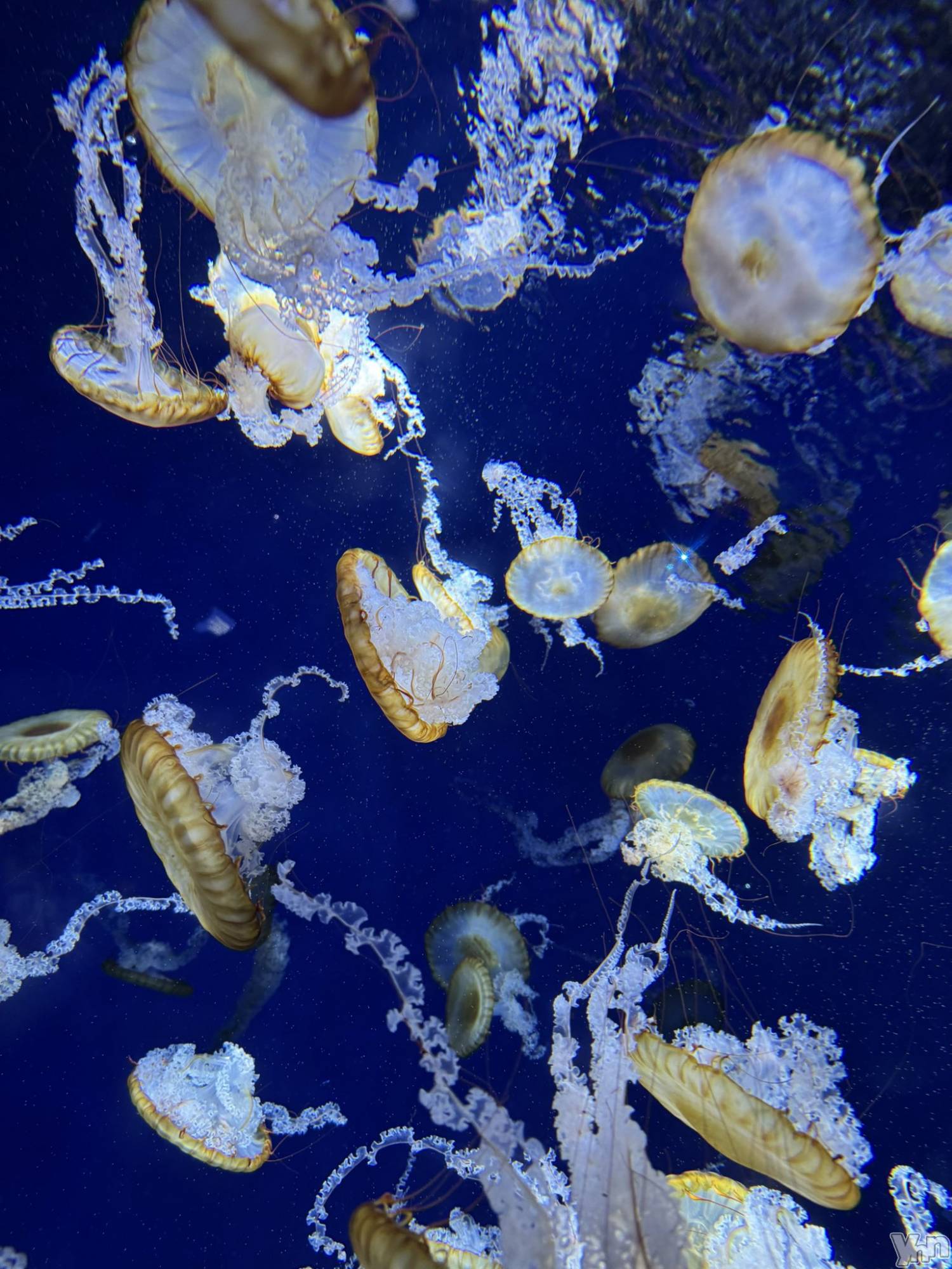 ���ܥ���Х��顦�����BRILLAR(�֥ꥸ�㡼��) ��2026ǯ3��10���̥�֥�����692.�ͤ����á�����ء�