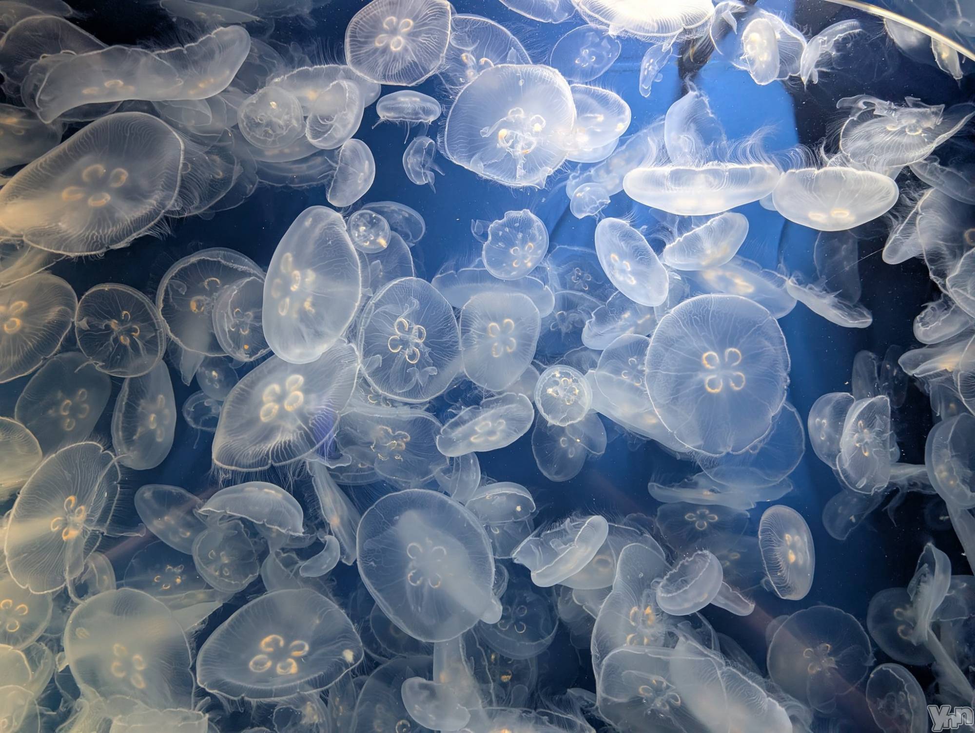 ���ܥ���Х��顦�����BRILLAR(�֥ꥸ�㡼��) ��2026ǯ3��14���̥�֥�����706.��Τ����ï���Τ���ˡ�