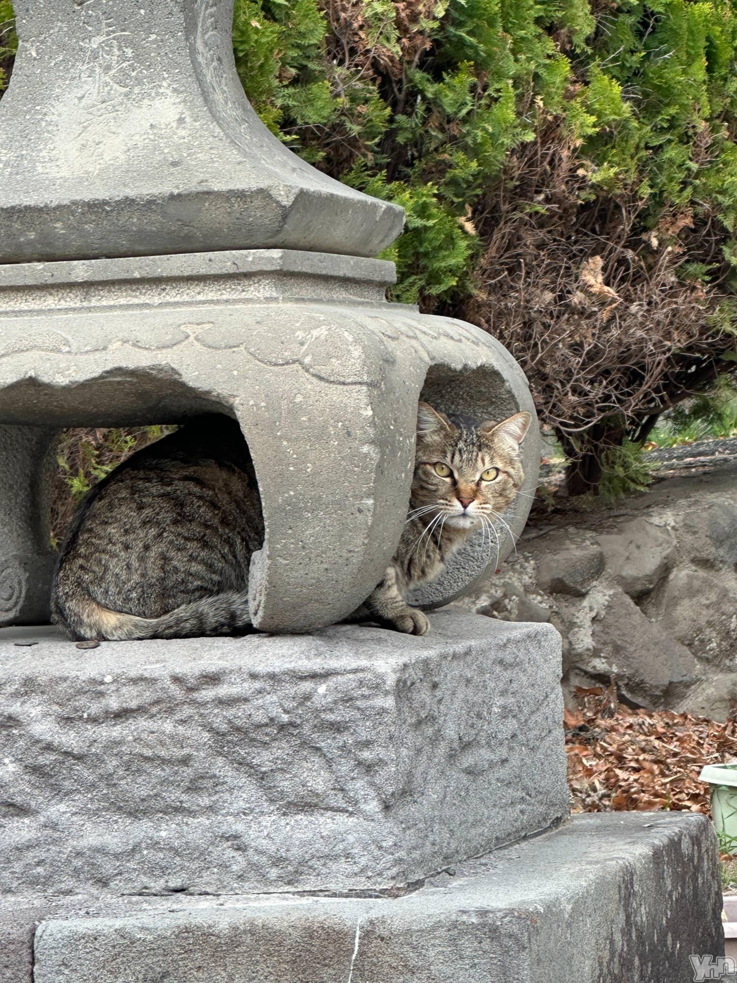 ���ܥ���Х��顦�����BRILLAR(�֥ꥸ�㡼��) ��2026ǯ4��4���̥�֥�����767.��줿���ޥۡ�