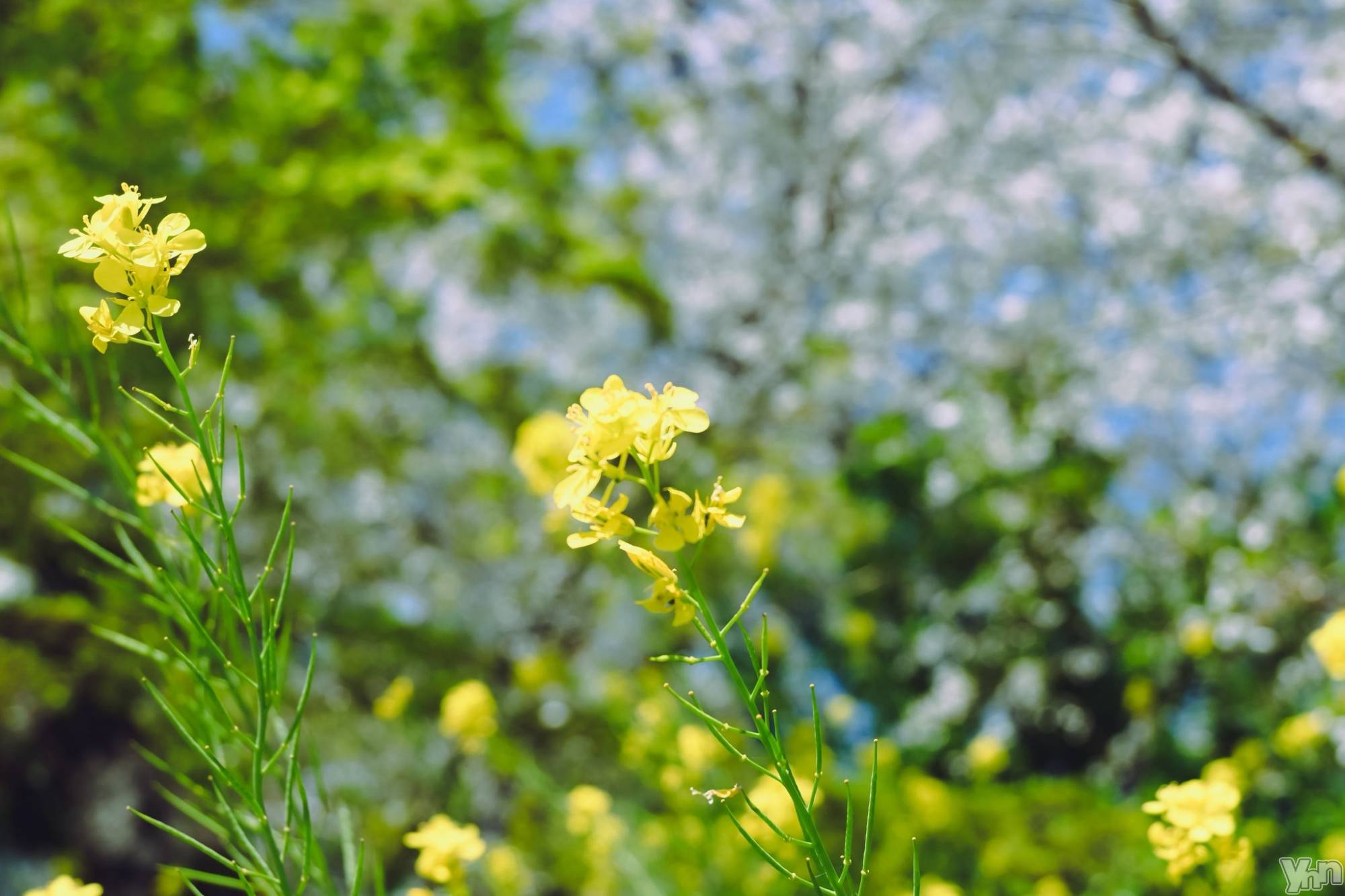 ���ܥ���Х��顦�����BRILLAR(�֥ꥸ�㡼��) ��2026ǯ4��11���̥�֥�����790.�������á�