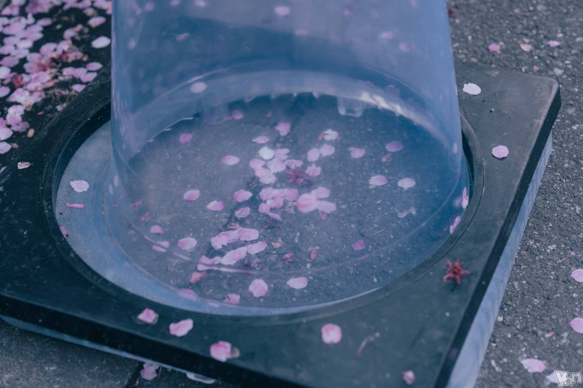 ���ܥ���Х��顦�����BRILLAR(�֥ꥸ�㡼��) ��2026ǯ4��22���̥�֥�����826.��ˡ����