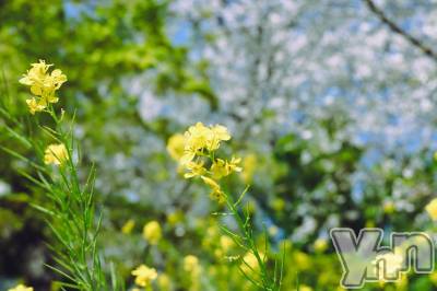 ���ܥ���Х��顦�����BRILLAR(�֥ꥸ�㡼��) �³��������Ϻ(24)��4��11���̥�֥�����790.�������á�