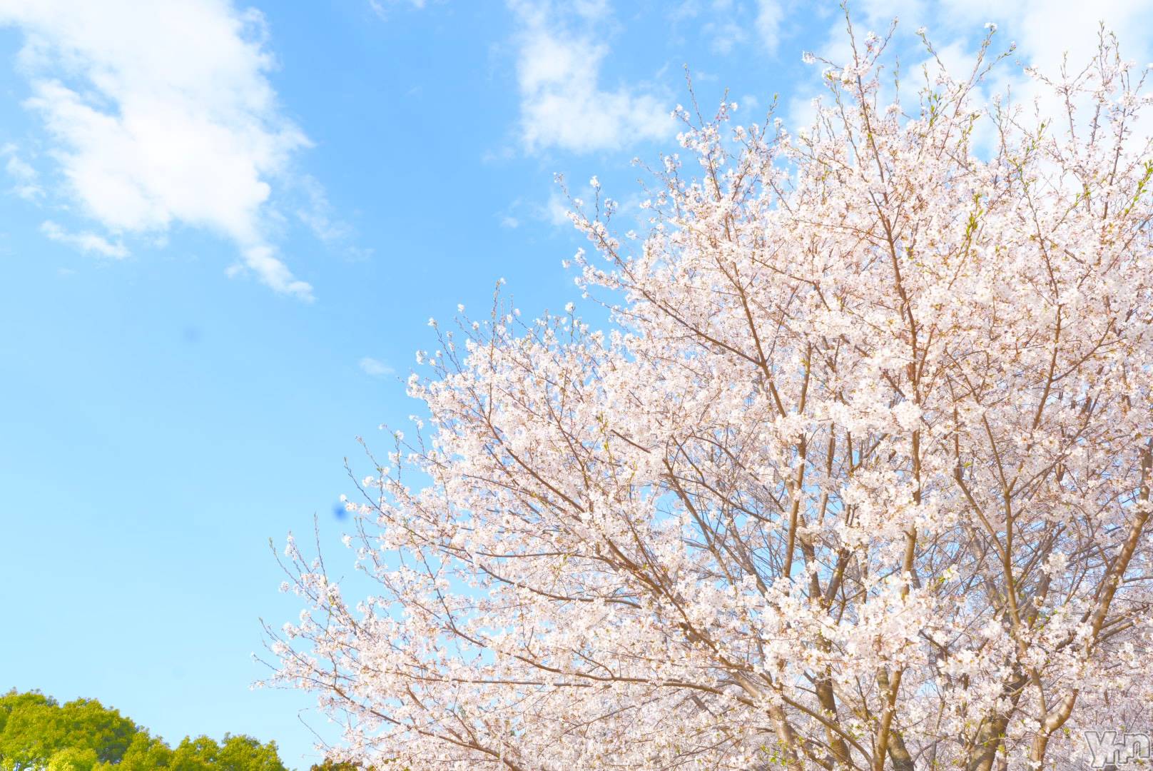 �ٻε��ĥ���Х��顦�����Club ALICE(����֥��ꥹ) ��2026ǯ4��8���̥�֥����֤�����🌸��