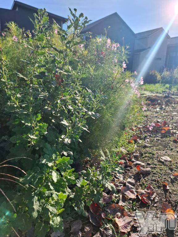 甲府デリヘル甲府人妻城(コウフヒトヅマジョウ)みき(41)の2025年11月2日写メブログ「おはよ💗(o^－^o)」