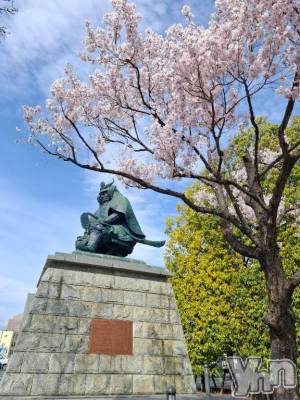 甲府デリヘル 甲府人妻城(コウフヒトヅマジョウ) みき(41)の3月18日写メブログ「💗満開💗」