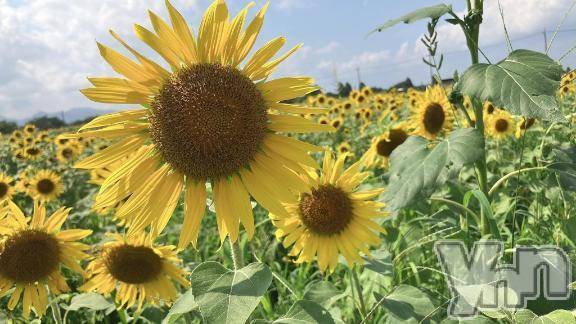 甲府デリヘルThree＆Men’s Spa 甲府(スリー＆メンズスパ コウフ) しずかツー(36)の8月18日写メブログ「まだまだ暑い」