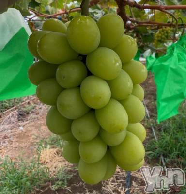 甲府デリヘル Three＆Men’s Spa 甲府(スリー＆メンズスパ コウフ) しずかツー(36)の8月22日写メブログ「はなきん」