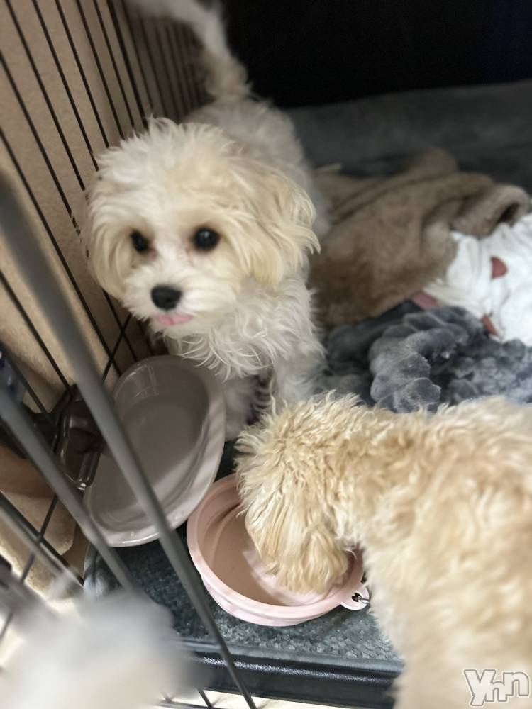 ���ܥ���Х��顦�����BRILLAR(�֥ꥸ�㡼��) ���ޤ�3��10���̥�֥����֤��襤💌��