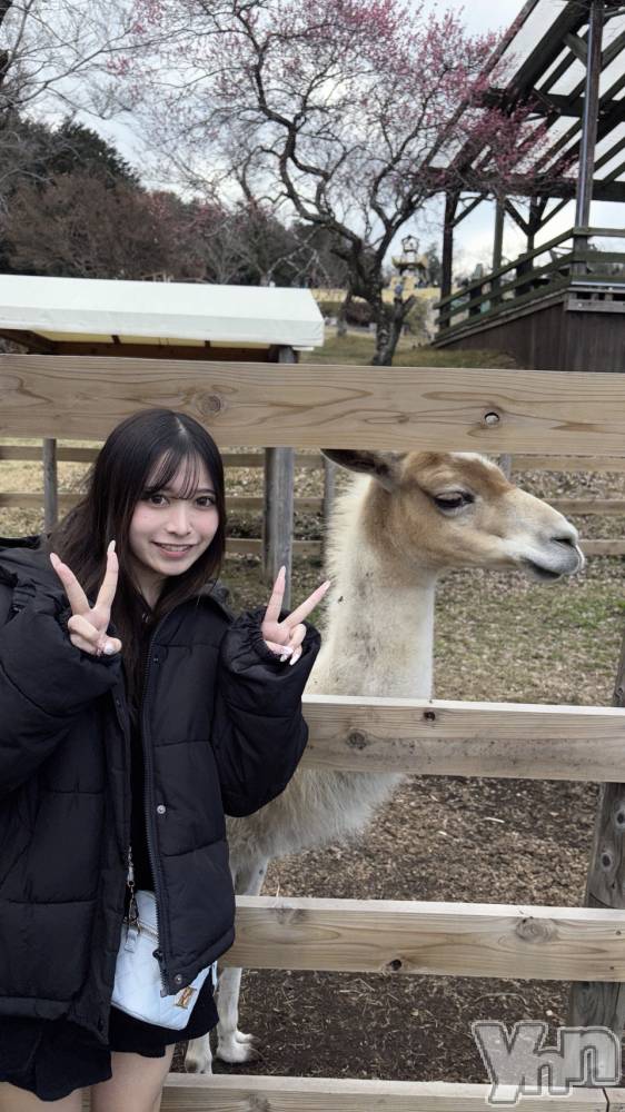 ���ܥ���Х��顦�����BRILLAR(�֥ꥸ�㡼��) ���ޤ�3��28���̥�֥�����🦙���