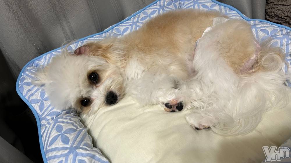 ���ܥ���Х��顦�����BRILLAR(�֥ꥸ�㡼��) ���ޤ�6��11���̥�֥����֤��٤�zzzzz��