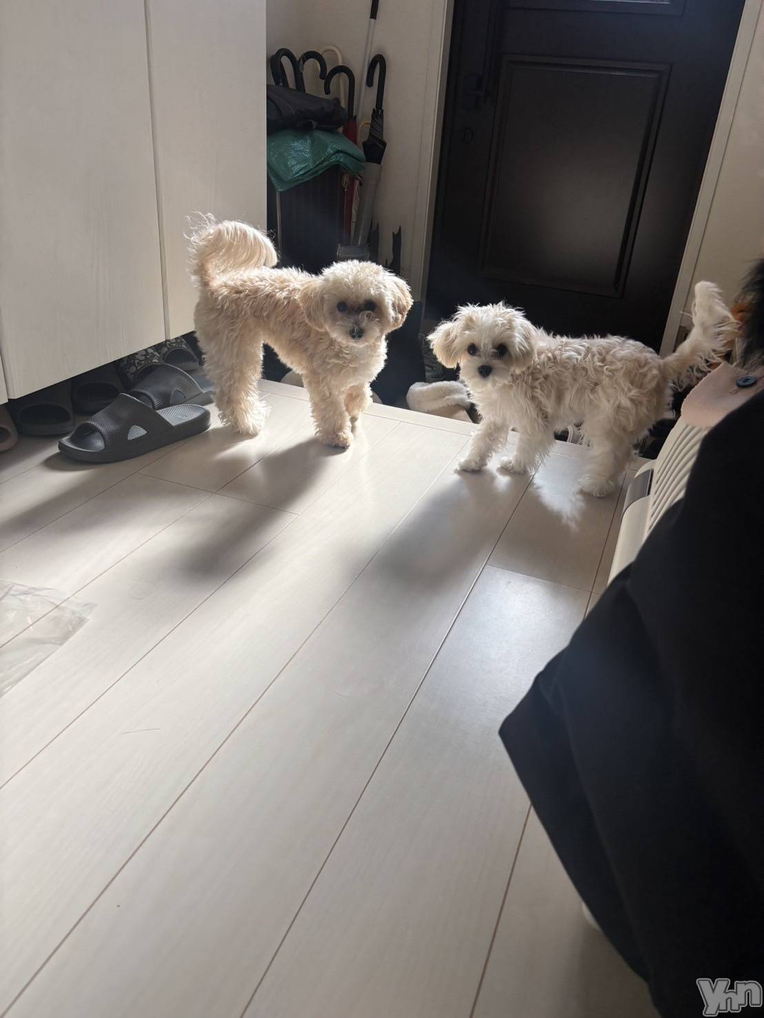 ���ܥ���Х��顦�����BRILLAR(�֥ꥸ�㡼��) ��2026ǯ3��25���̥�֥����֎����ǡ�