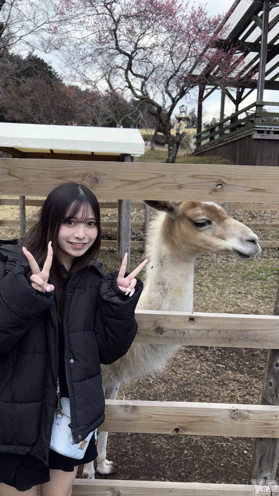 ���ܥ���Х��顦�����BRILLAR(�֥ꥸ�㡼��) ��2026ǯ3��28���̥�֥�����🦙���