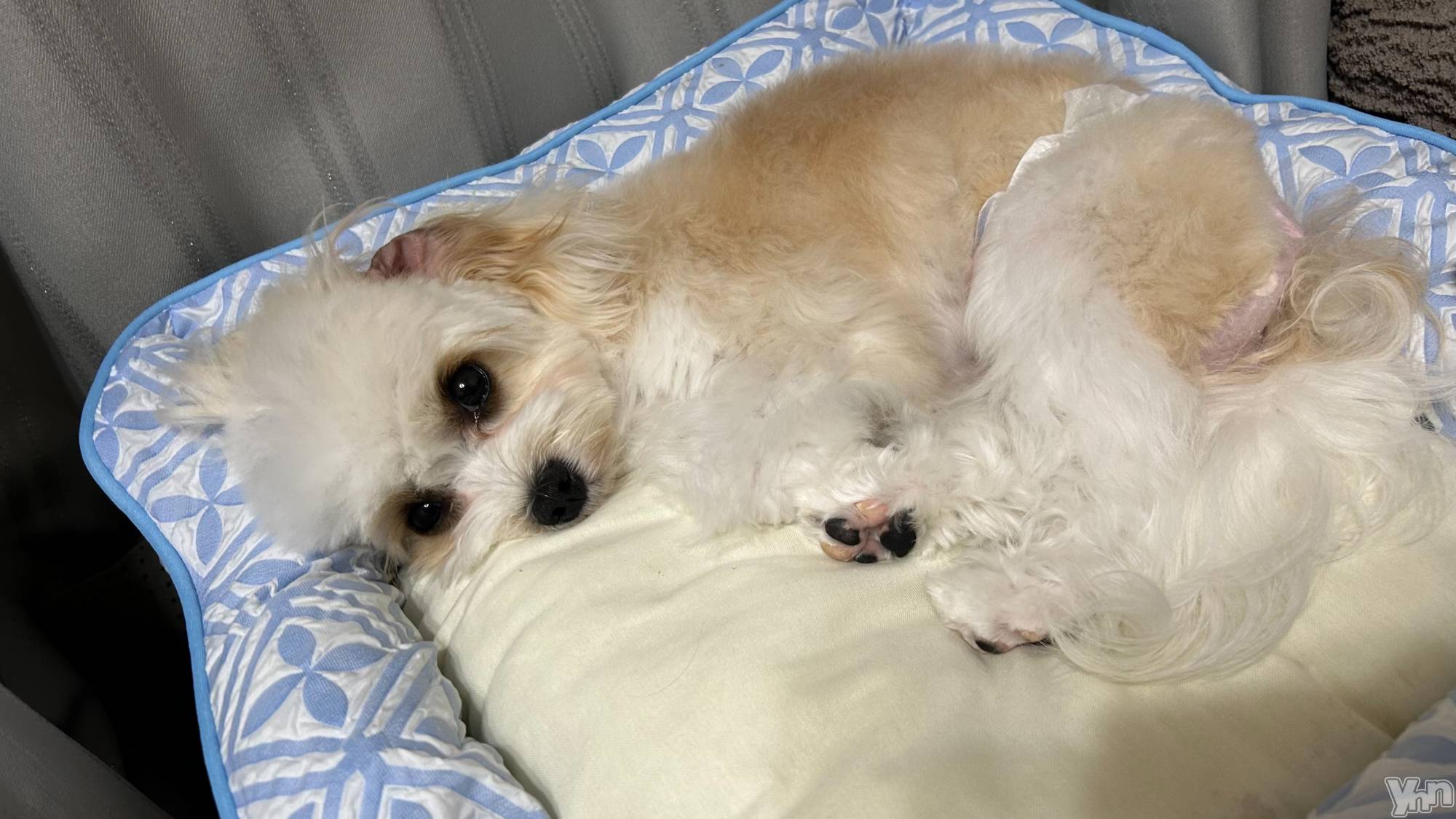 ���ܥ���Х��顦�����BRILLAR(�֥ꥸ�㡼��) ��2026ǯ6��11���̥�֥����֤��٤�zzzzz��
