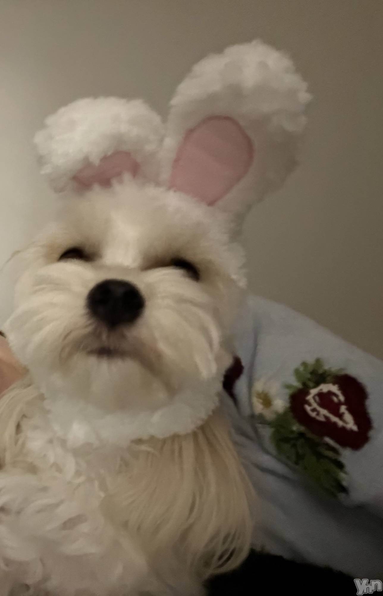 ���ܥ���Х��顦�����BRILLAR(�֥ꥸ�㡼��) ��2026ǯ6��22���̥�֥�����🐰💕💕��