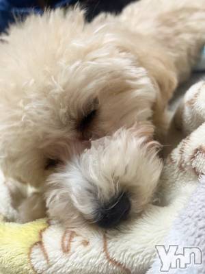 ���ܥ���Х��顦�����BRILLAR(�֥ꥸ�㡼��) ����(20)��12��3���̥�֥�����my name is 🙂��