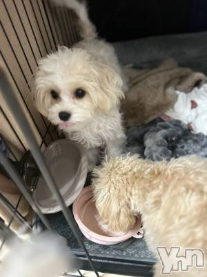 ���ܥ���Х��顦�����BRILLAR(�֥ꥸ�㡼��) ����(20)��3��10���̥�֥����֤��襤💌��