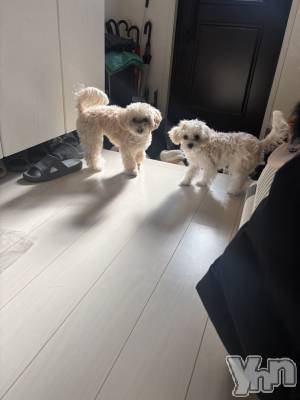 ���ܥ���Х��顦�����BRILLAR(�֥ꥸ�㡼��) ����(20)��3��25���̥�֥����֎����ǡ�