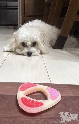 ���ܥ���Х��顦�����BRILLAR(�֥ꥸ�㡼��) ����(20)��6��4���̥�֥����֥����