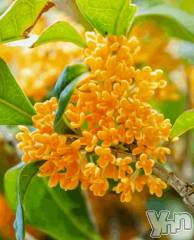 甲府デリヘル甲府人妻隊(コウフヒトヅマタイ) まり(40)の10月16日写メブログ「ごめんなさい」