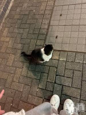 甲府ソープ オレンジハウス みんと(19)の11月5日写メブログ「🐱🐱」