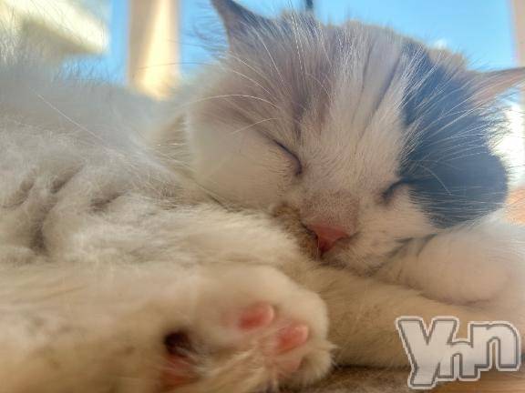 甲府ソープオレンジハウス いおり(21)の9月7日写メブログ「おはよ🐈」