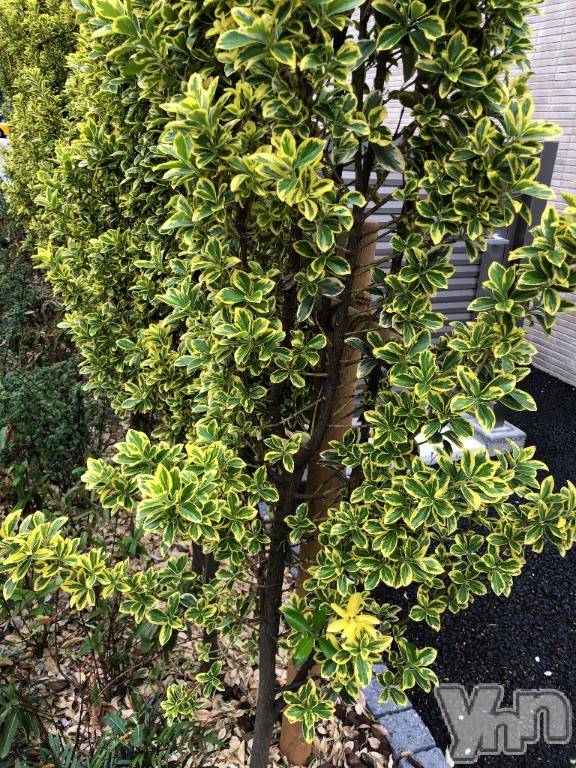 甲府デリヘル甲府人妻隊(コウフヒトヅマタイ)かなお(50)の2026年4月6日写メブログ「こんにちは」