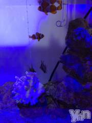 甲府デリヘル甲府人妻隊(コウフヒトヅマタイ) かなお(50)の2月19日写メブログ「晴れだね☀️」