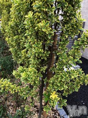 甲府デリヘル 甲府人妻隊(コウフヒトヅマタイ) かなお(50)の4月6日写メブログ「こんにちは」