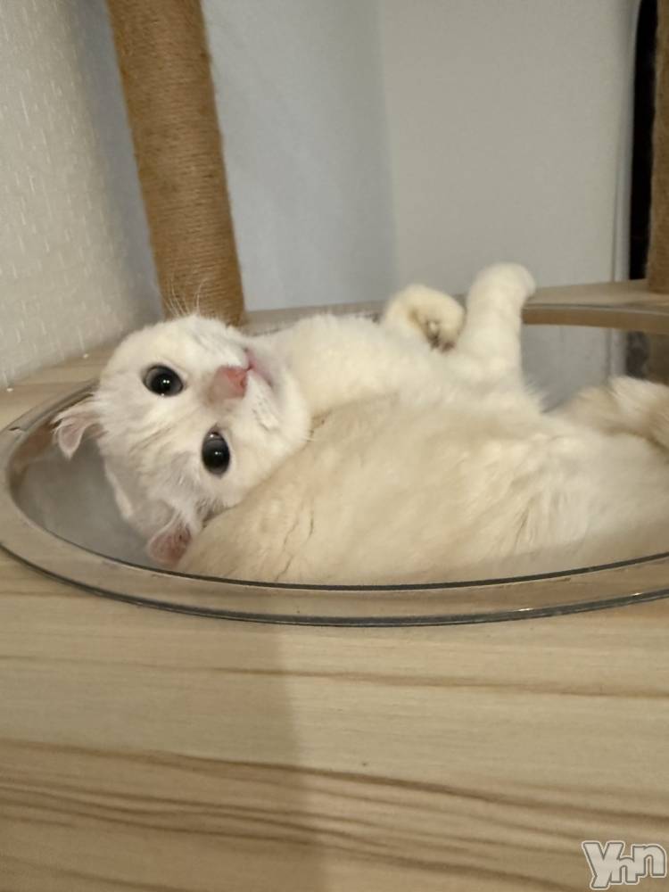 ���ܥ���Х��顦�����BRILLAR(�֥ꥸ�㡼��) �ߤ�Ӥ�10��21���̥�֥����ּ�γ��٤����Ѥ����뤦����ǭ��