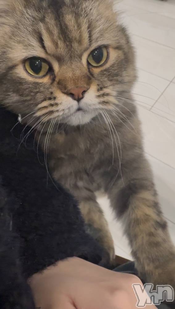 ���ܥ���Х��顦�����BRILLAR(�֥ꥸ�㡼��) �ߤ�Ӥ�11��27���̥�֥����ִŤ���˷�����