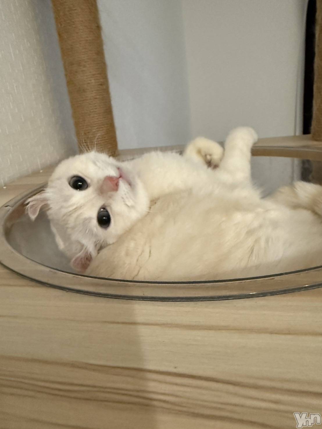 ���ܥ���Х��顦�����BRILLAR(�֥ꥸ�㡼��) ��2025ǯ10��21���̥�֥����ּ�γ��٤����Ѥ����뤦����ǭ��