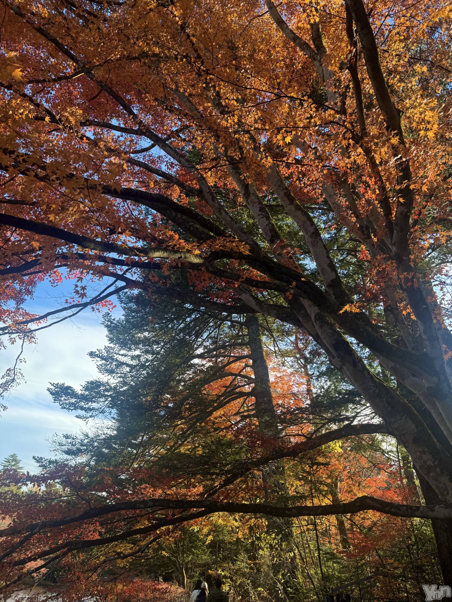 ���ܥ���Х��顦�����BRILLAR(�֥ꥸ�㡼��) ��2025ǯ11��11���̥�֥����ֽ�🍂��