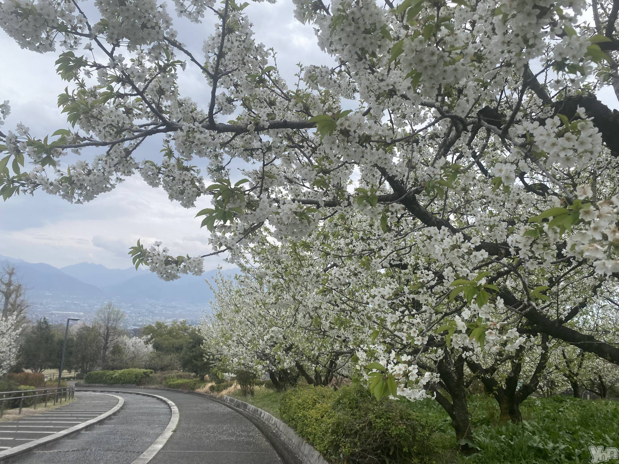 �ٻε��ĥ���Х��顦�����Club ALICE(����֥��ꥹ) ��2026ǯ4��8���̥�֥�����4��8�� 21��59ʬ�Υ֥�����