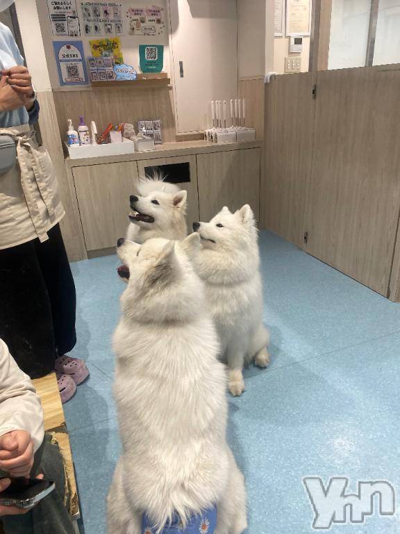 甲府ソープオレンジハウスまい(23)の2026年4月10日写メブログ「🎀 次回出勤予定」