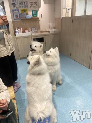 甲府ソープ オレンジハウス まい(23)の4月10日写メブログ「🎀 次回出勤予定」