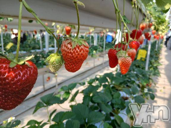 甲府デリヘル甲府人妻城(コウフヒトヅマジョウ) しき(36)の2月28日写メブログ「風やばぁー😱」